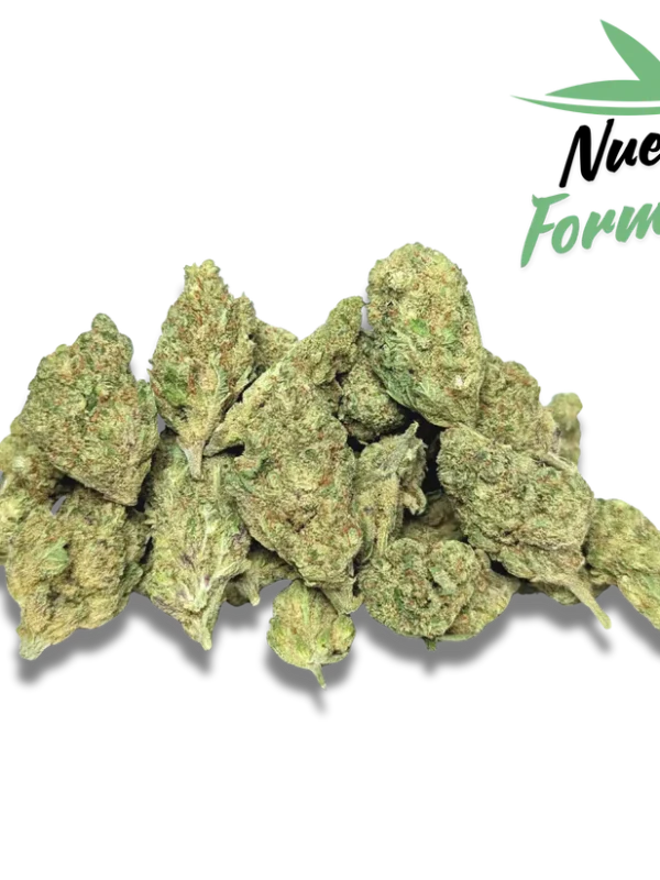 Frozen Indoor - Medium