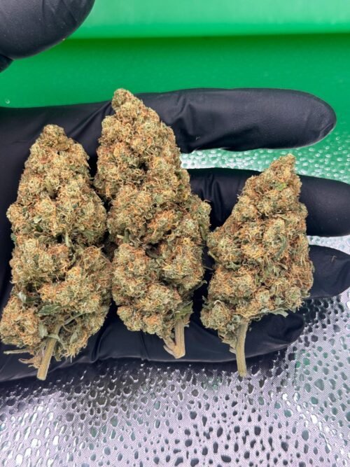 Godzilla Hydro