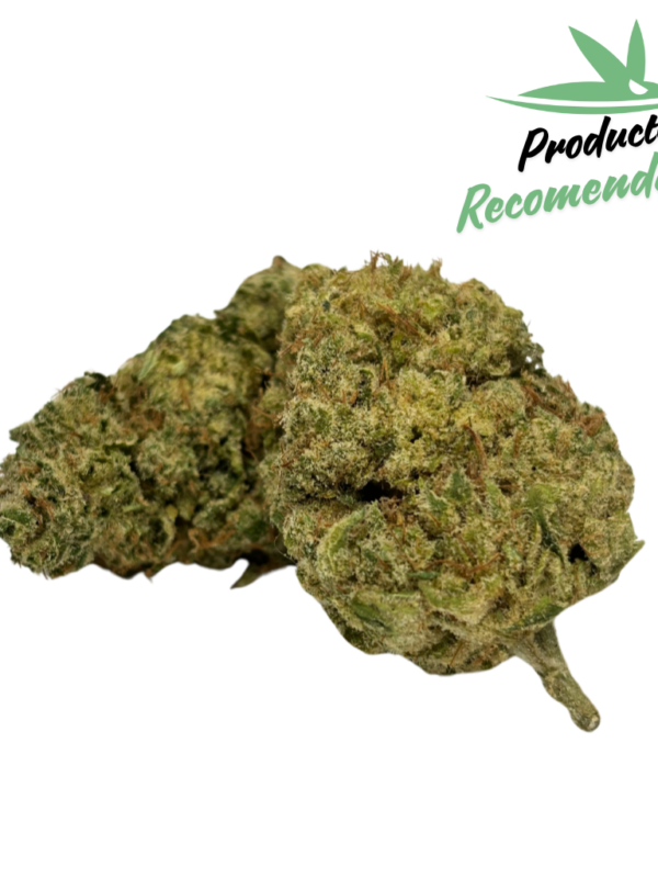 Northern Lights Hidroponica
