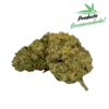 ¡¡Oferta 10g!! Northern Lights Hidroponica